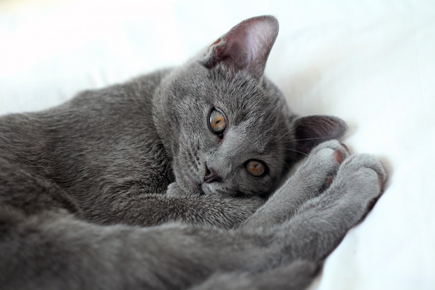 Portrait d&#39;un chat bleu russe endormi. Chat gris allongé sur le lit.