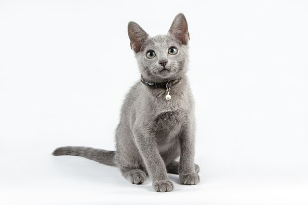 Portrait d'un chat bleu russe sur un mur de couleur