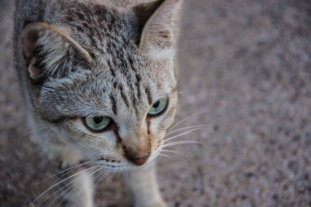 Portrait de chat bouchent