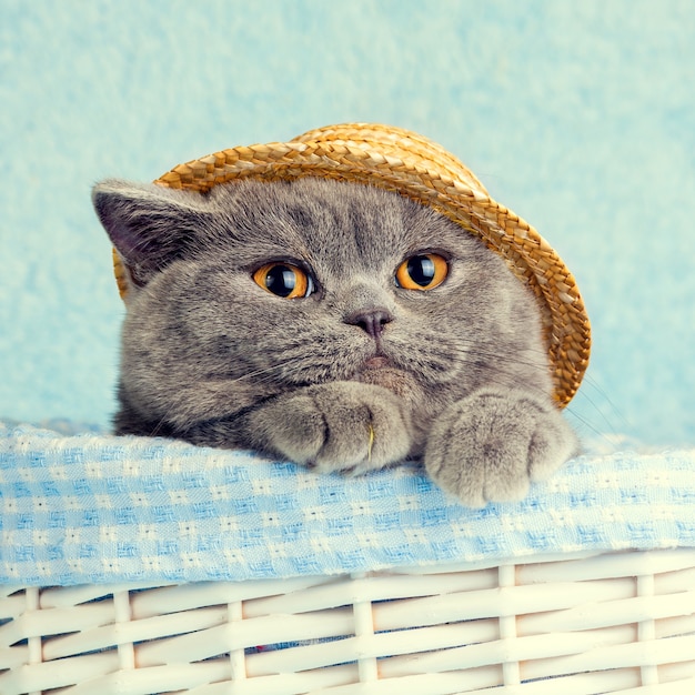 Photo portrait de chat britannique bleu portant un chapeau de paille