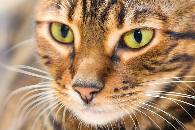 Portrait de chat brun maquereau tabby couleur gros plan