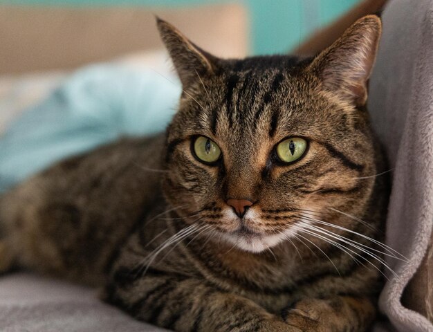 Photo portrait de chat brun et noir avec des yeux verts allongés