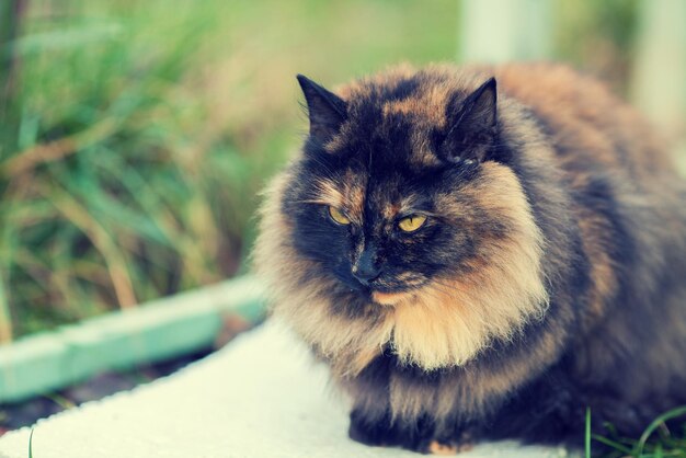 Portrait de chat calicot en plein air en automne