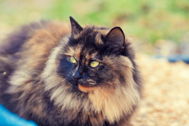 Portrait de chat calicot en plein air en automne