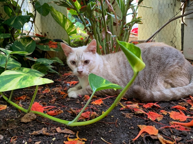 Portrait d'un chat sur le champ