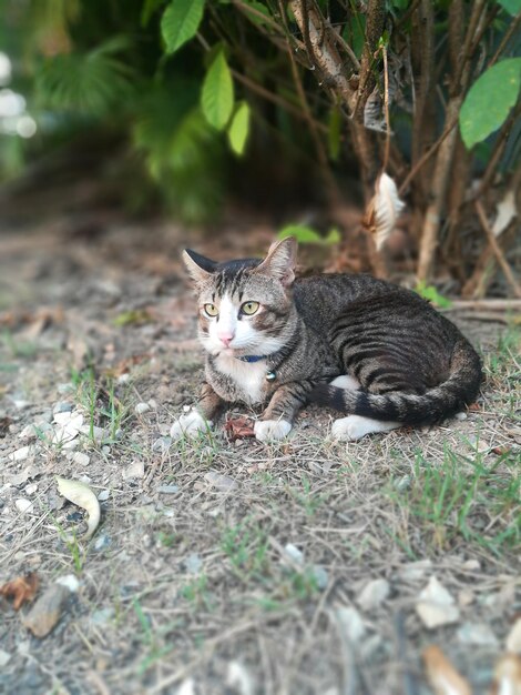 Photo portrait d'un chat sur le champ