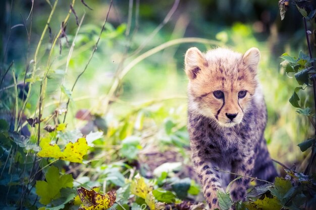 Portrait d'un chat sur le champ