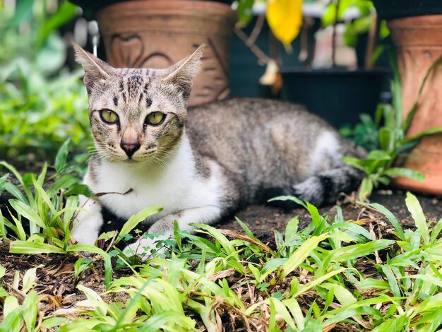 Photo portrait d'un chat sur le champ