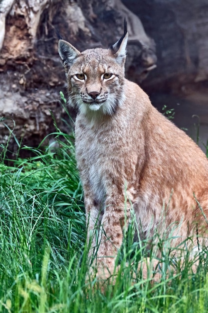 Portrait de chat sur le champ