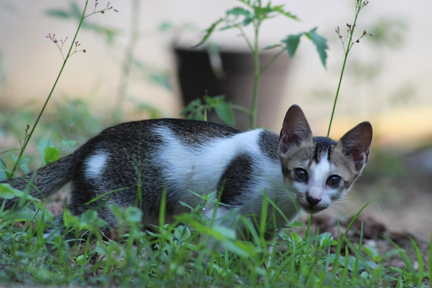 Photo portrait d'un chat sur le champ