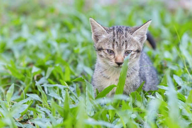 Photo portrait d'un chat sur le champ