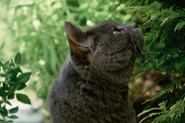 Portrait de chat Chartreux domestique marchant dans la nature en été