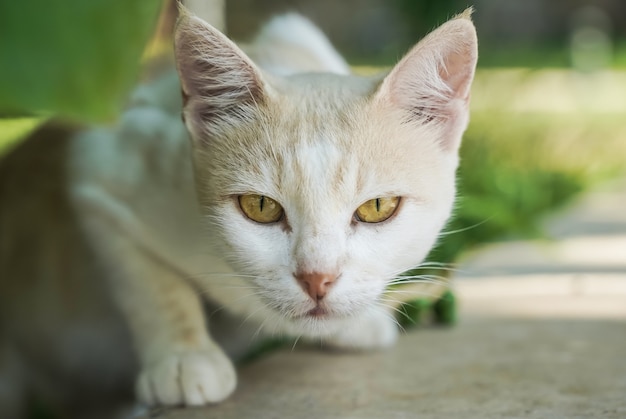 Portrait d'un chat de chasse dans la nature le chat se repose par une journée ensoleillée en été photo de haute qualité