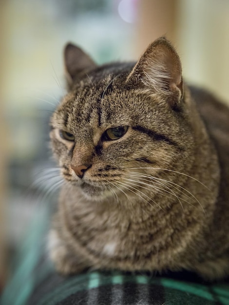 Portrait de chat Chat domestique sur fond flou Abri pour chat