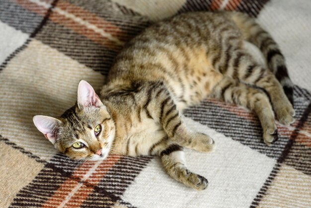 Portrait d'un chat chaton bengalGros plan Chat à l'intérieur de la maison