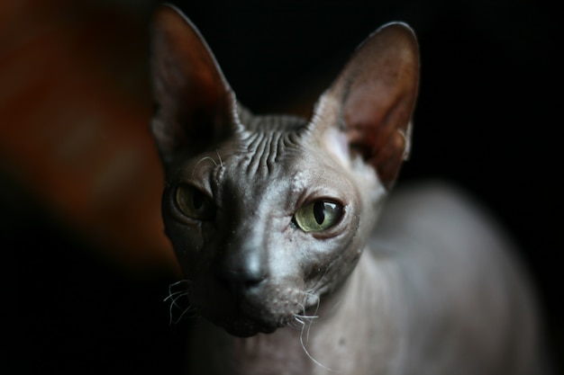 Portrait d'un chat chauve. Race de chat Don Sphynx