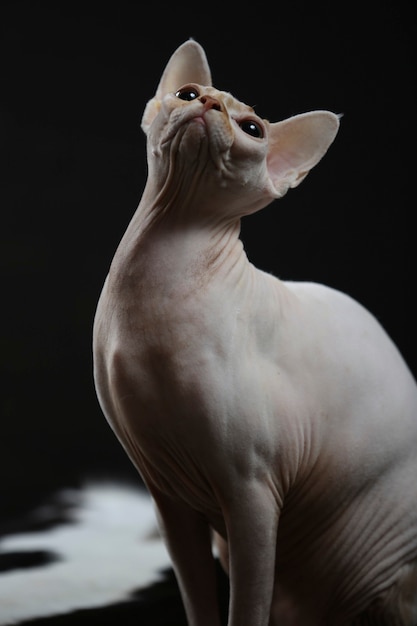 Portrait d'un chat chauve. La race de chat Sphynx est un animal sans poils et sans poils. photo de haute qualité