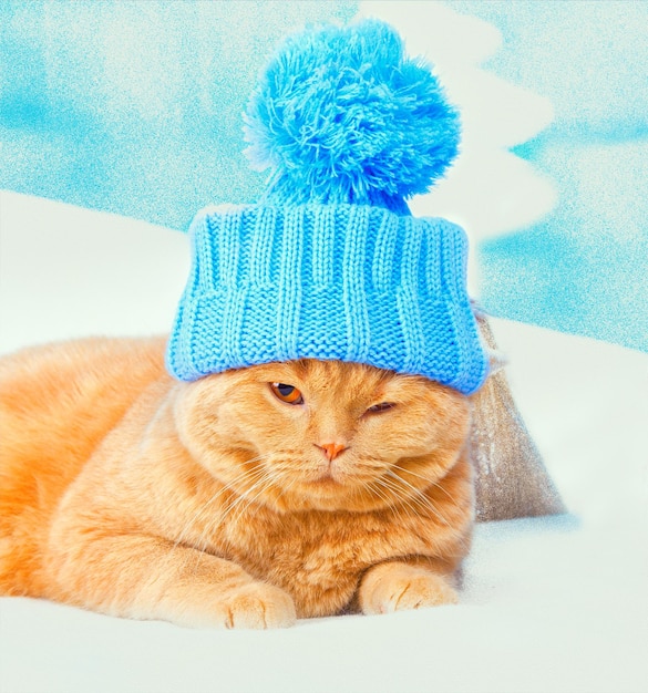 Portrait de chat coiffé d'un bonnet à pompon