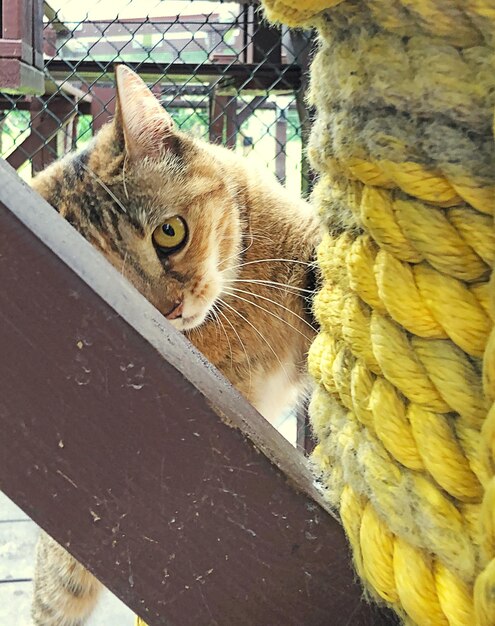 Photo portrait d'un chat sur une corde