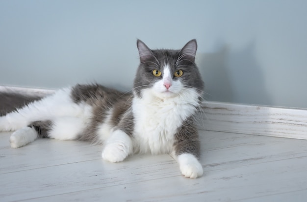 Portrait d'un chat couché sur le sol