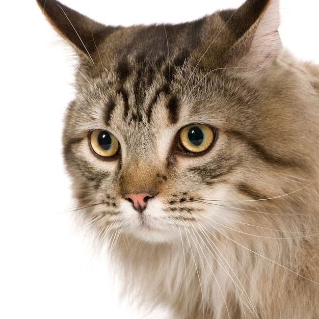 Portrait de chat croisé ou métisse isolé