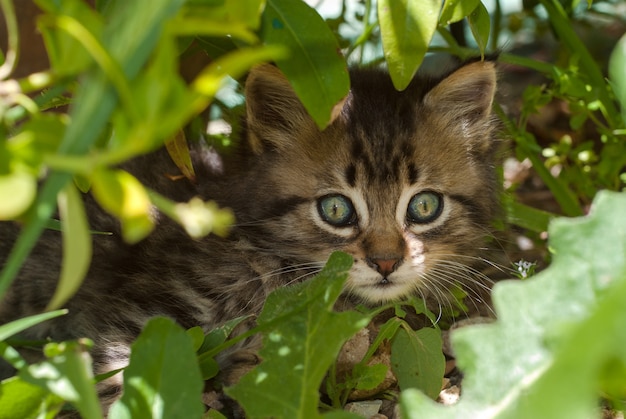 Portrait d&#39;un chat curieux du Bengale