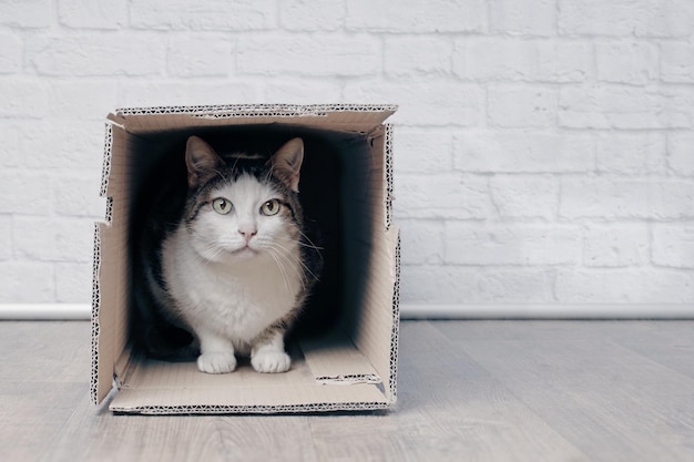 Portrait d'un chat dans une boîte