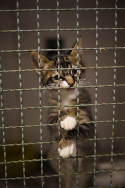 Photo portrait d'un chat dans une cage