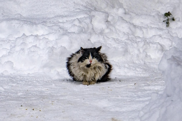 Portrait de chat dans le fond de la neige