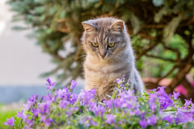 Photo portrait de chat dans un jardin parmi des fleurs violettes