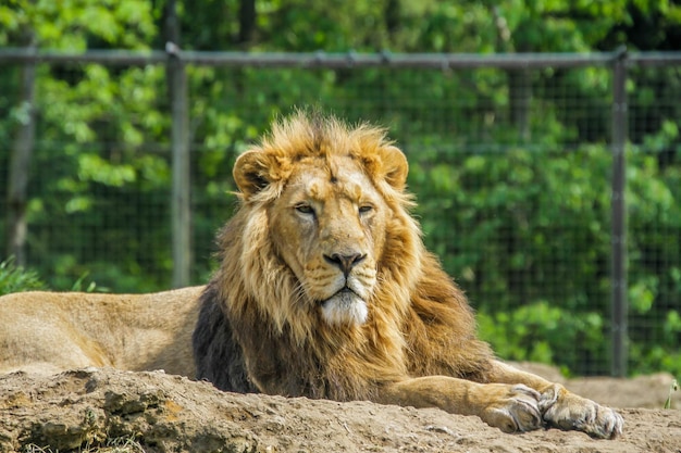 Portrait d'un chat dans un zoo
