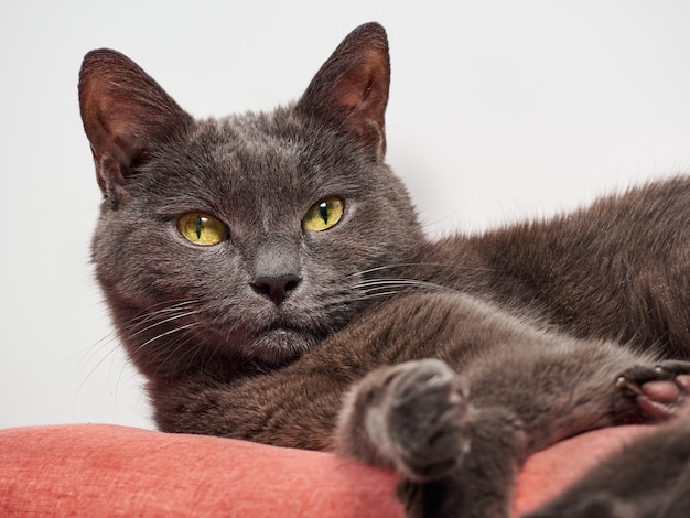 Portrait d'un chat décontracté gris