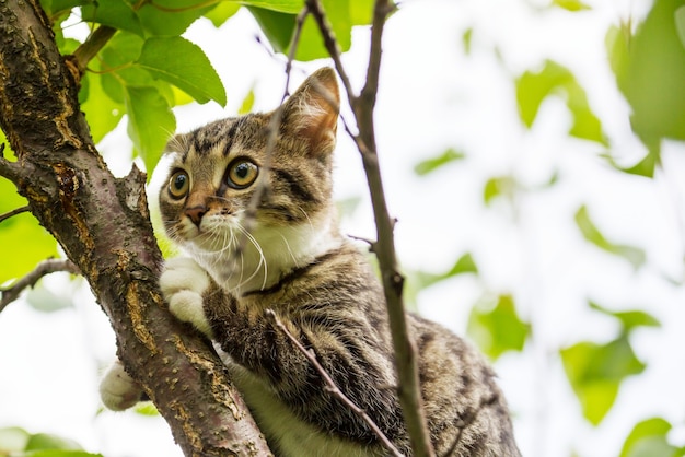 Portrait de chat domestique adulte