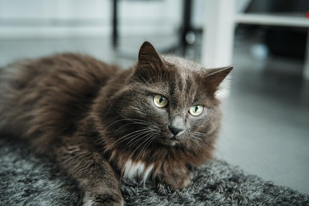 Portrait d'un chat domestique Concept d'avoir un animal de compagnie à l'intérieur de l'appartement moderne Portrait de style de vie d'un chat mâle gris aux yeux verts à l'air sérieux avec un intérieur flou de l'appartement contemporain