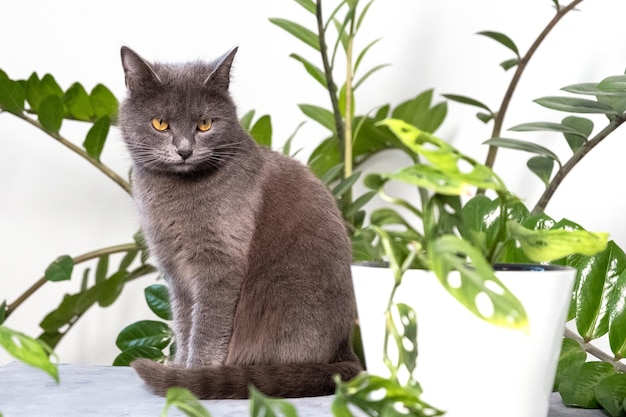 Portrait de chat domestique grayblue à poil court avec de grands yeux jaunes un adorable chat tigré gris écossais