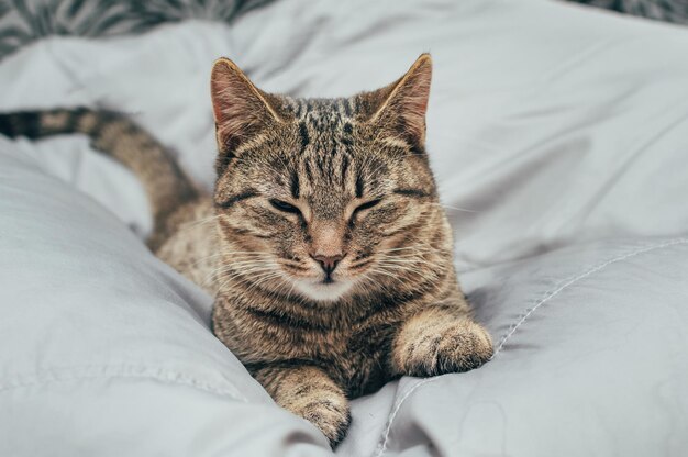 Portrait chat domestique gris sur fond gris reste