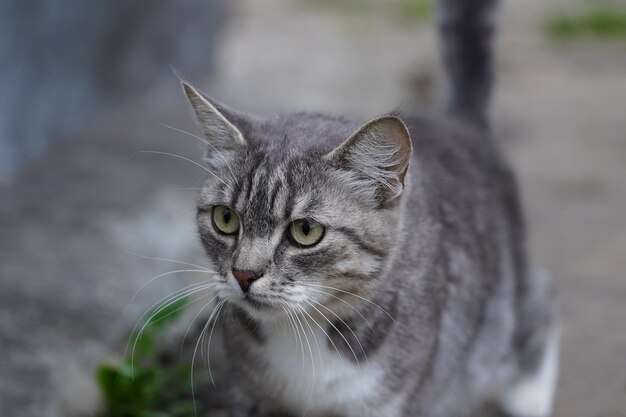 Portrait de chat domestique marchant dans le jardin Close up of pussycat profitant de la nature