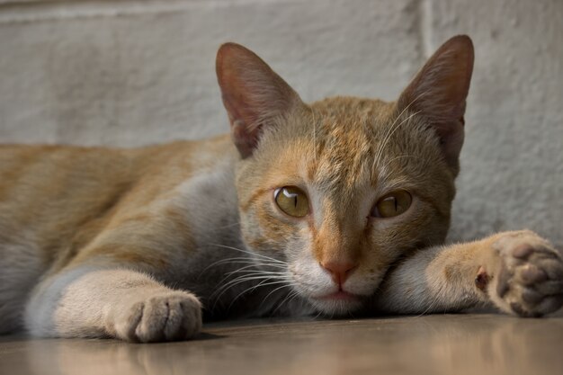 Portrait de chat domestique mignon aux yeux jaunes et aux moustaches de race pure à oreilles droites