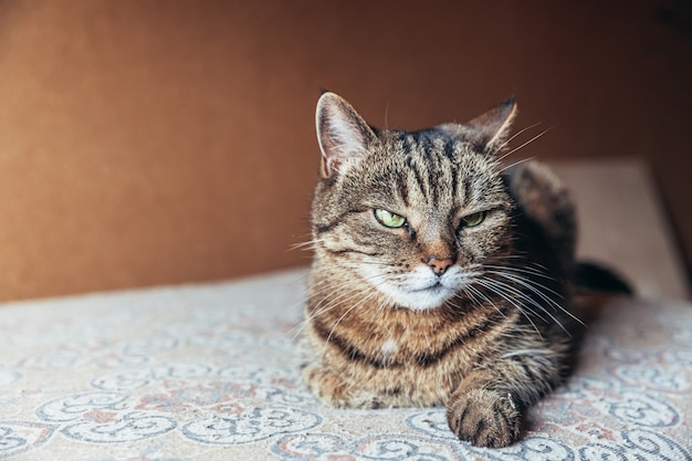 Portrait de chat domestique à poil court arrogant relaxant à la maison