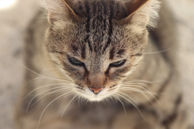 Portrait d'un chat domestique à rayures posant sur une journée ensoleillée à l'extérieur