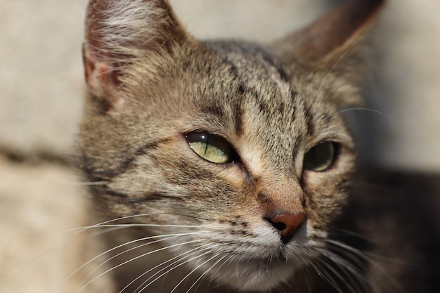 Portrait d'un chat domestique à rayures posant sur une journée ensoleillée à l'extérieur