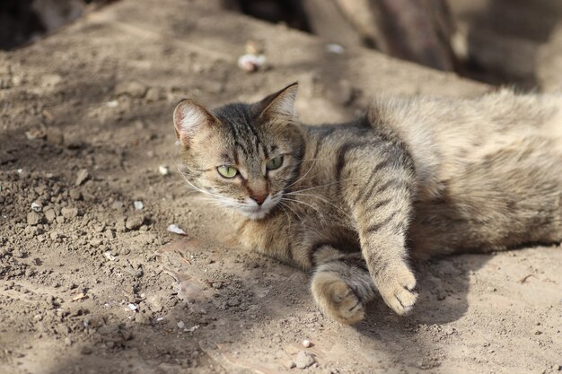 Portrait d'un chat domestique à rayures posant sur une journée ensoleillée à l'extérieur