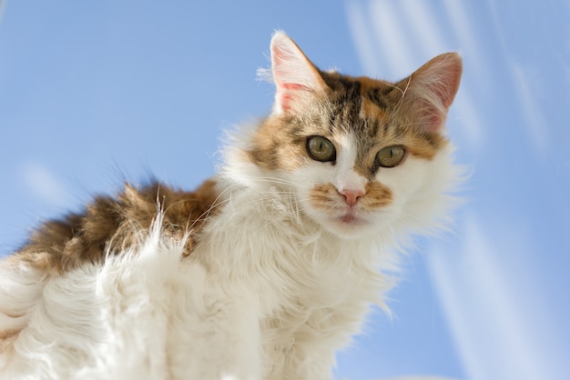 Portrait de chat domestique tricolore âgé de 10 ans