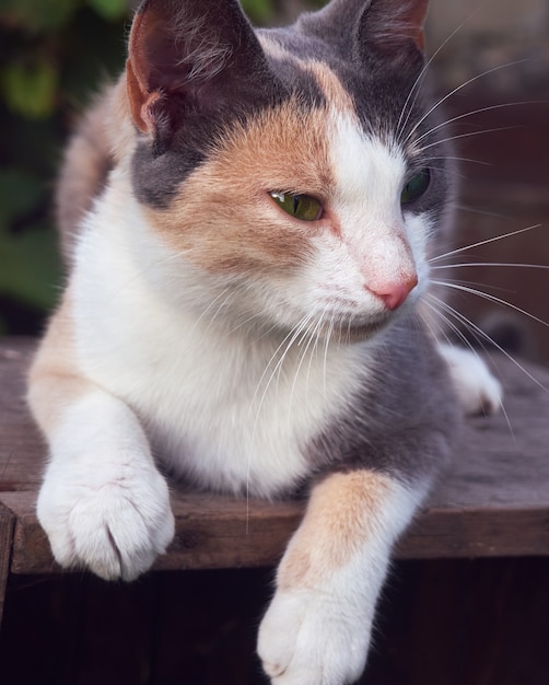 Portrait d'un chat drôle mignon.