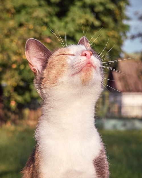 Portrait d'un chat drôle mignon.