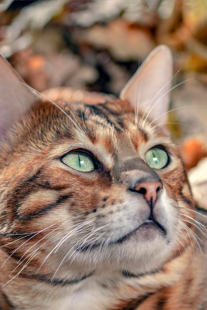 Portrait d'un chat du Bengale