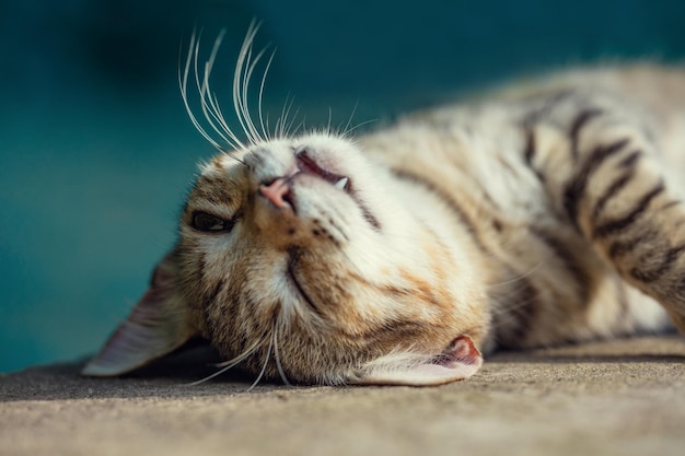 Portrait d'un chat endormi heureux