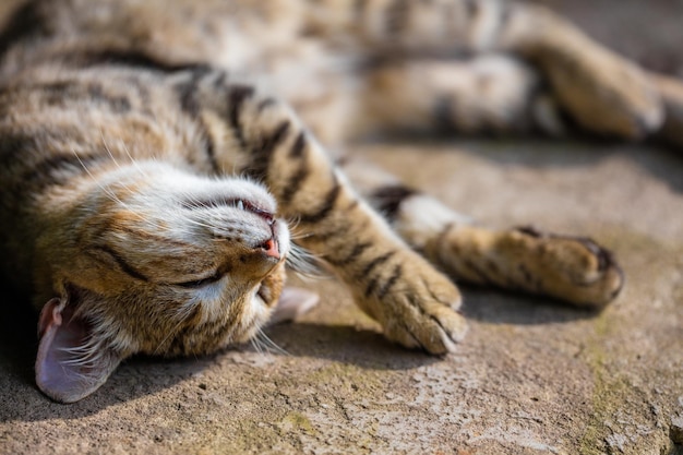 Portrait d'un chat endormi heureux