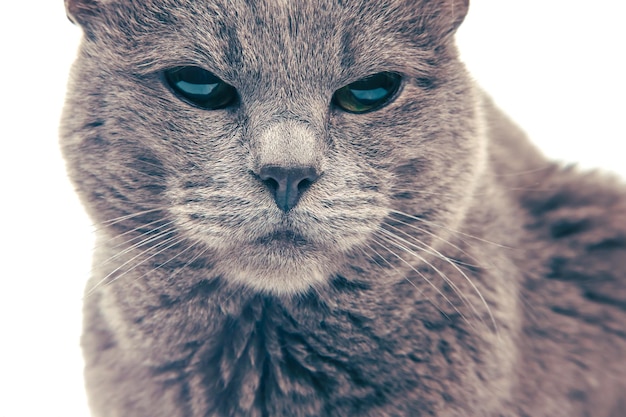 Portrait de chat épique Chat gris sur fond blanc prédateurs de chat