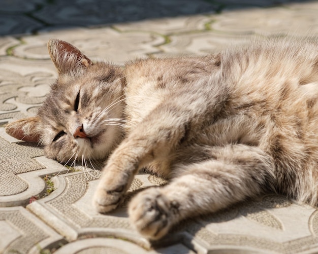 Portrait d'un chat errant couché dormir sur la chaussée